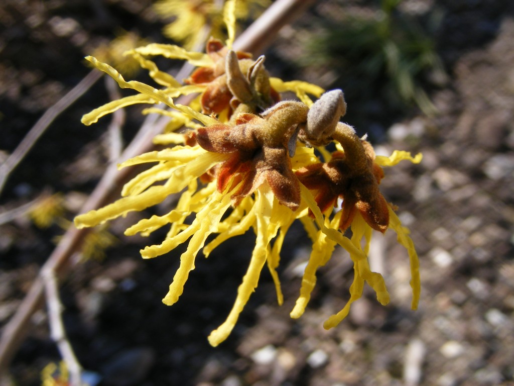 Hamamelis intermedia. Foto: Monica Bjerkeus.