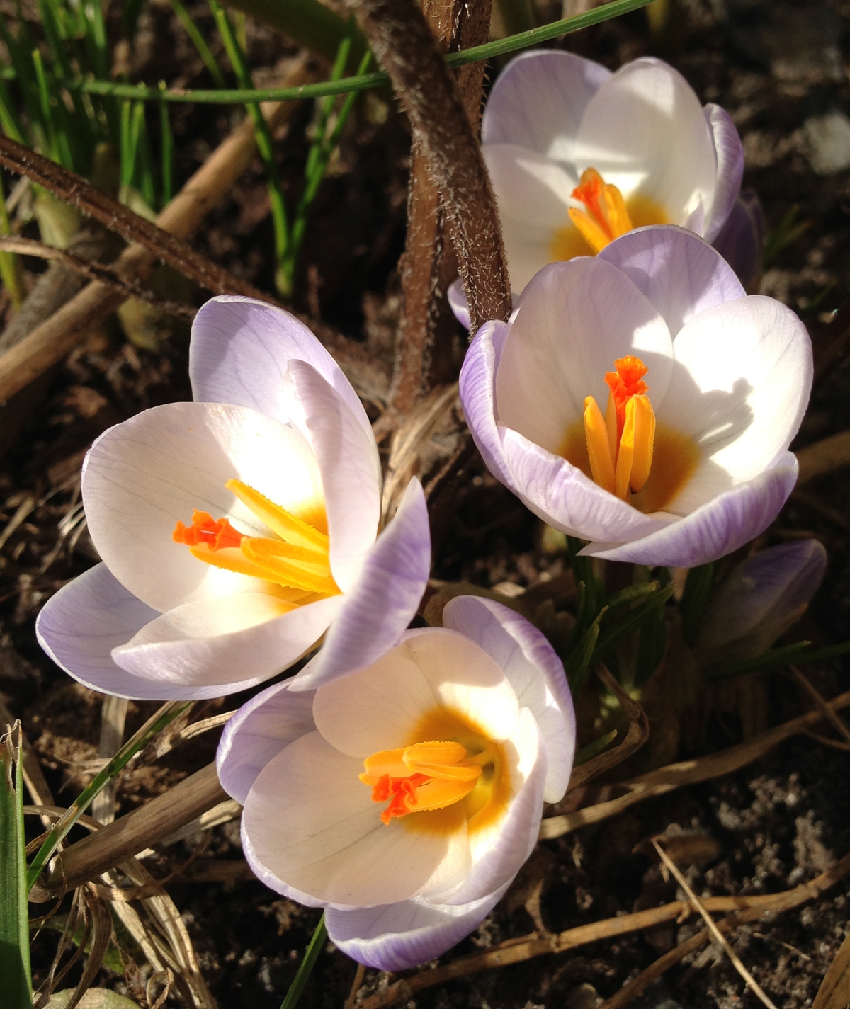 Crocus 'Blue Pearl'. Foto: Dan Abelin.
