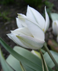 Porslinstulpan (Tulipa polychroma). Foto: Monica Bjerkeus.