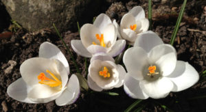 Crocus 'Blue Pearl'. Foto: Dan Abelin.