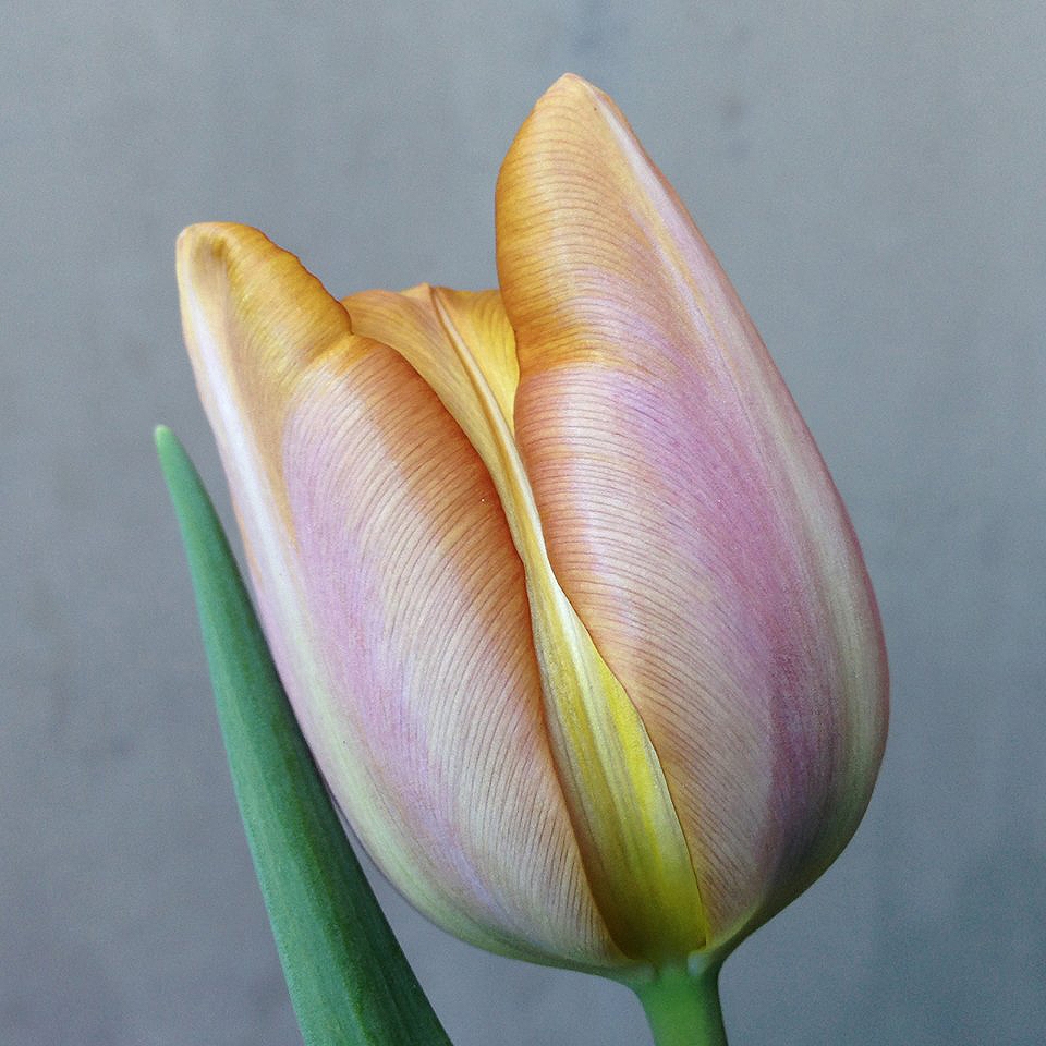 Tulipa 'Bruine Wimpel'. Foto: Dan Abelin.