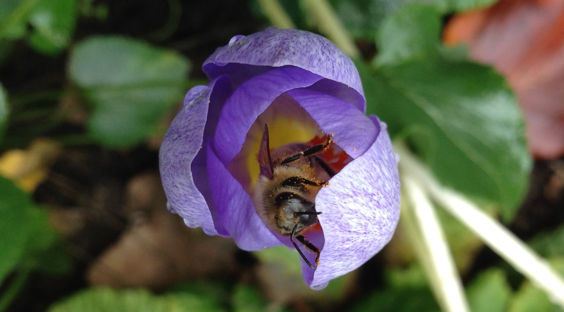 Bi i höstkrokus (Crocus speciosus). Foto: Dan Abelin.