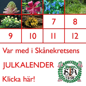 Adventsreklam 2014