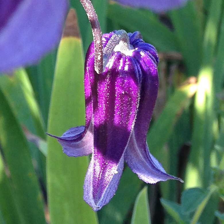 Clematis integrifolia. Foto: Elisabeth Johansson. Clematis integrifolia. Foto: Elisabeth Johansson.