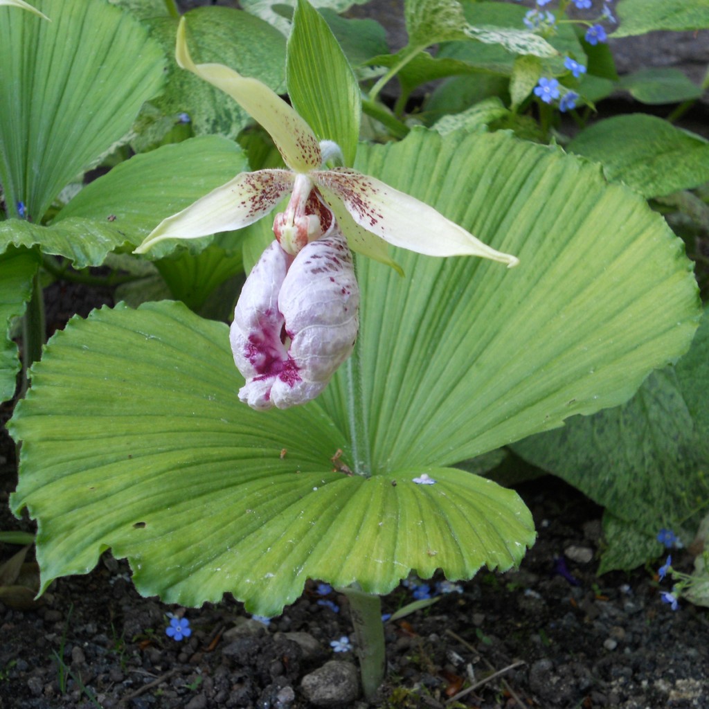 Cypripedium japonicum. Foto: Pia Persson.