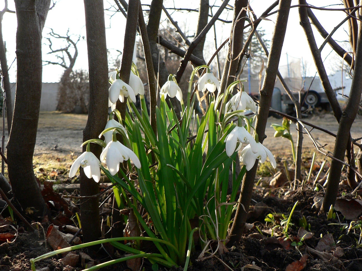 Galanthus 'Flore Pleno'. Foto: Ulrika Rosengren.