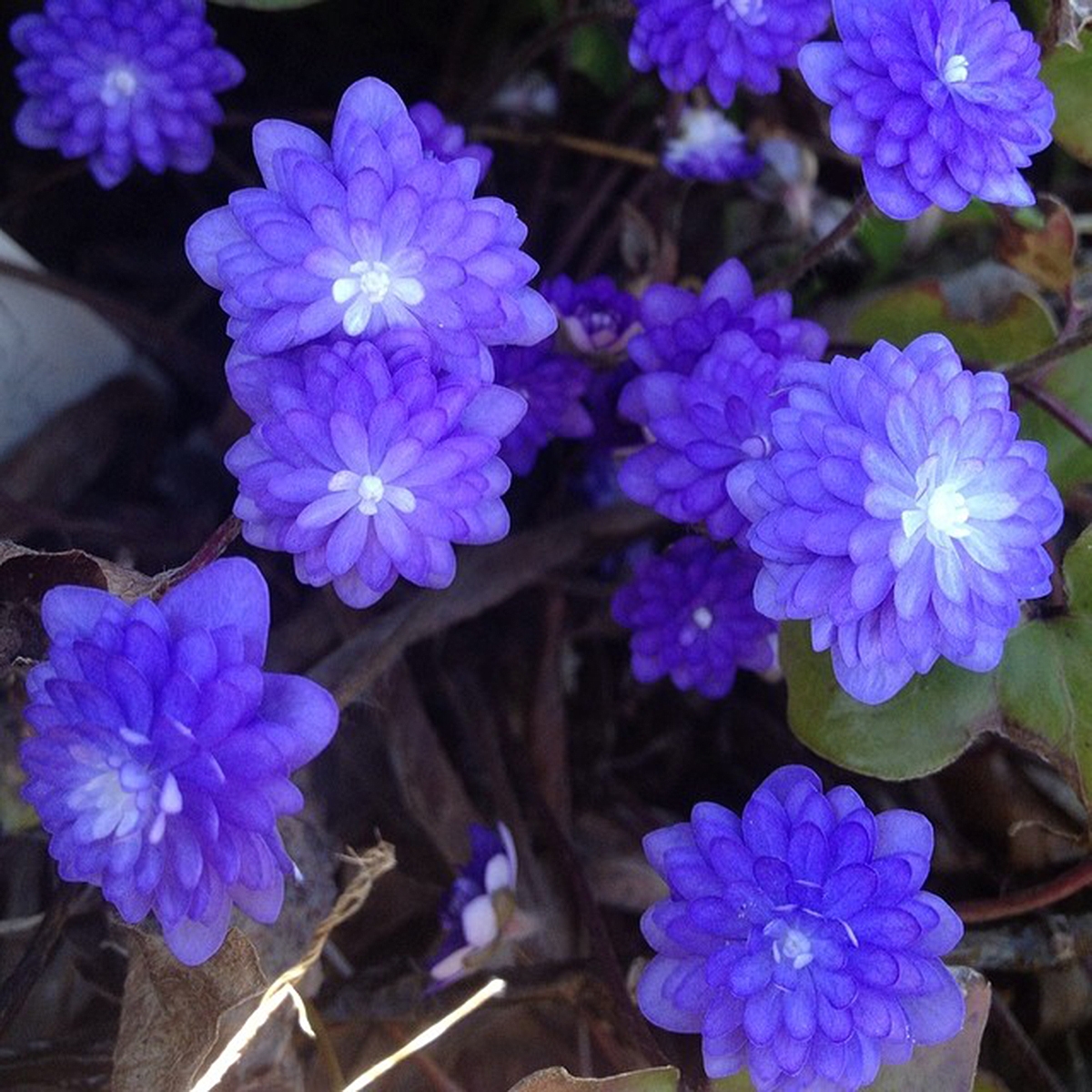 Hepatica nobilis 'Tällberg'. Foto: Annica Alvén.