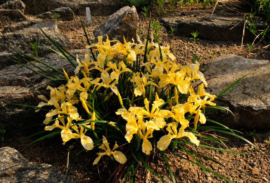 Iris innominata. Foto: Peter Korn.