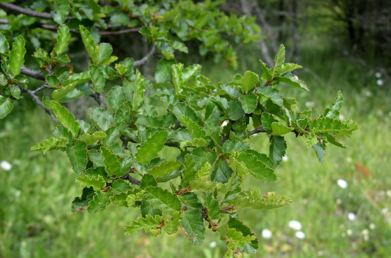 Nothofagus antarctica – rama con brotes. Licensed under Creative Commons Attribution-Share Alike 3.0 via Wikimedia Commons - http://commons.wikimedia.org/wiki/File:Nothofagus_antarctica_-_rama_con_brotes.JPG