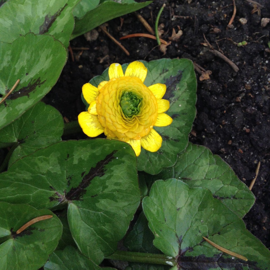 Ranunculus ficaria 'Collarette'. Foto: Mari Zander. Ranunculus ficaria 'Collarette'. Foto: Mari Zander.