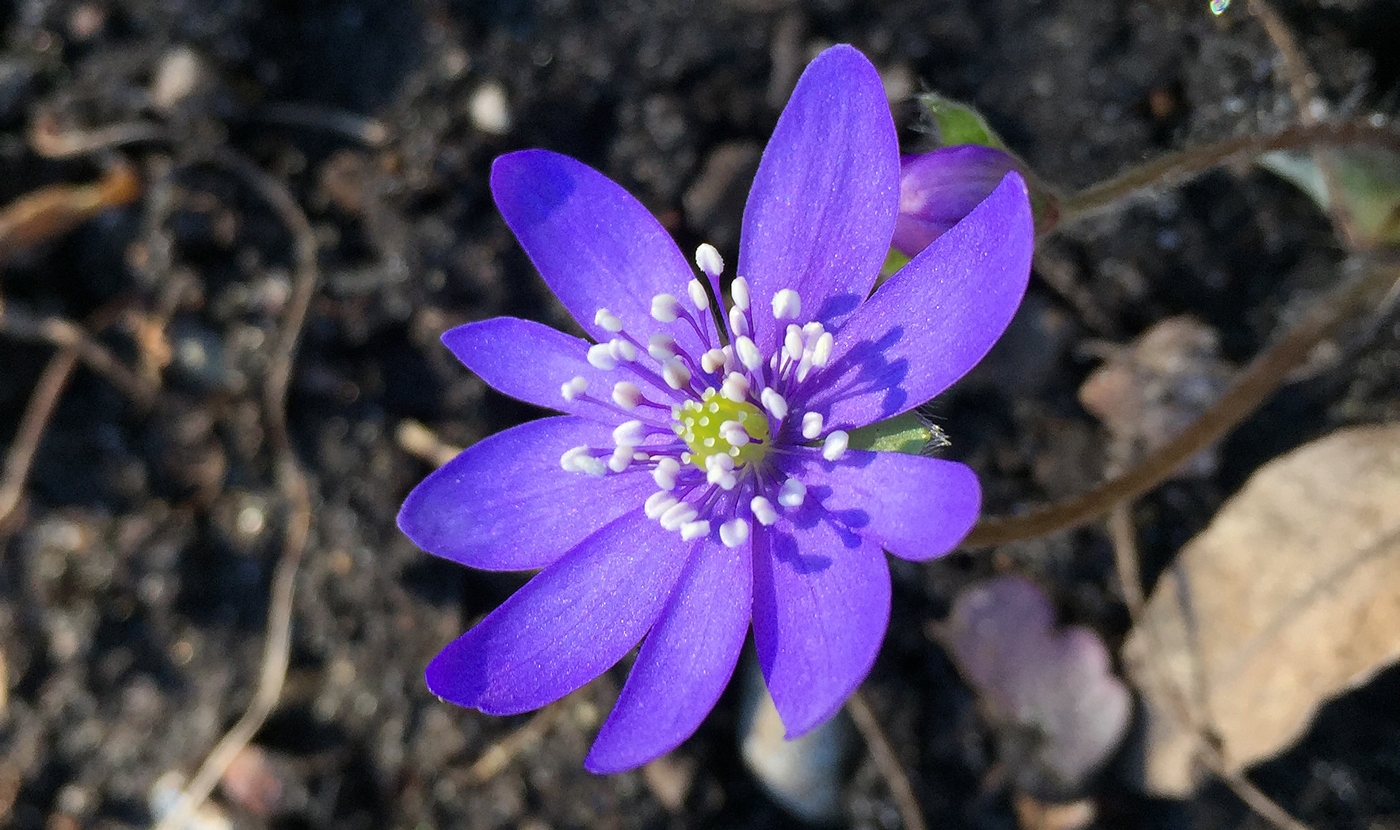Ungersk blåsippa (Hepatica transsylvanica). Foto: Dan Abelin.