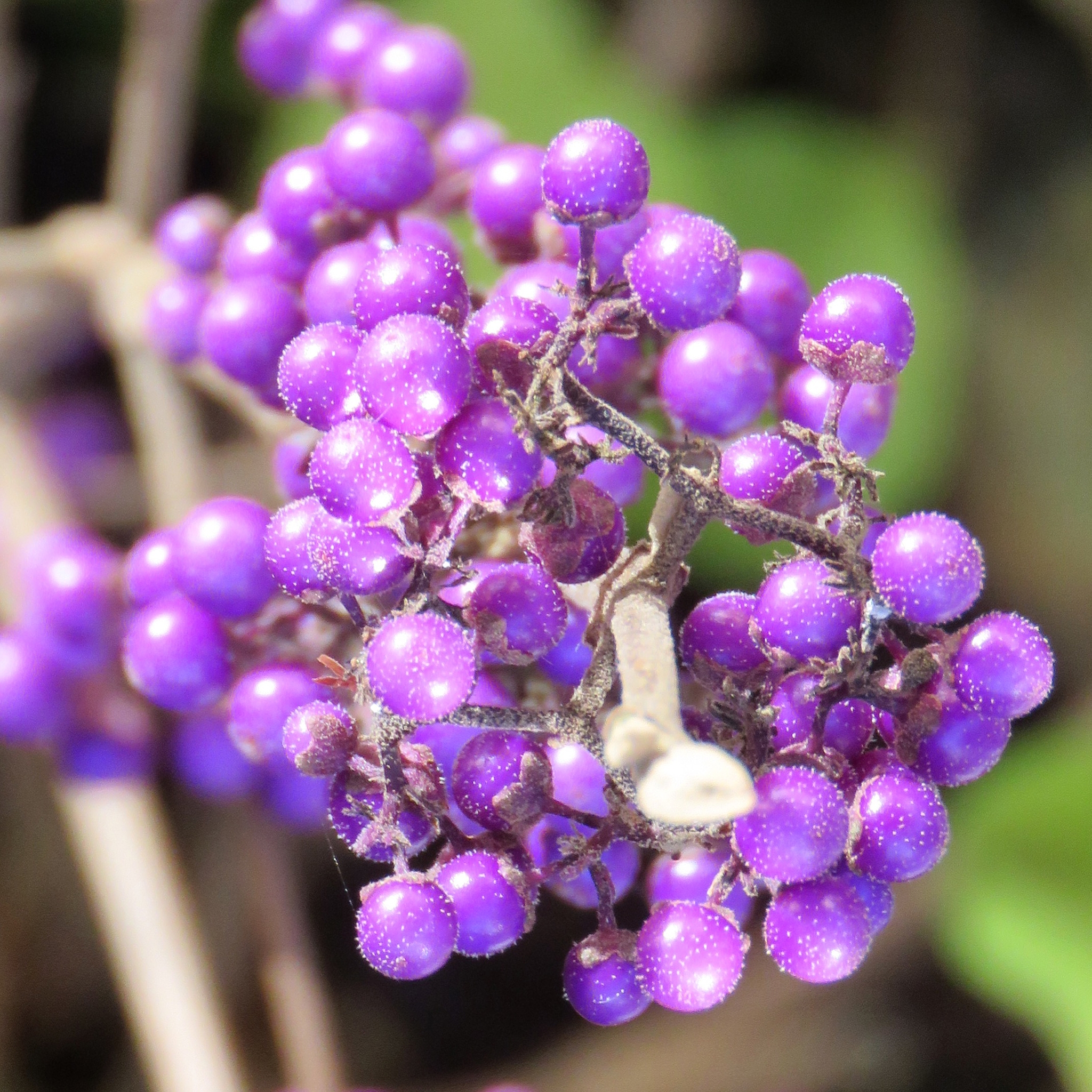 Callicarpa bodinieri var. giraldii 'Profusion'. Foto: Dan Abelin.