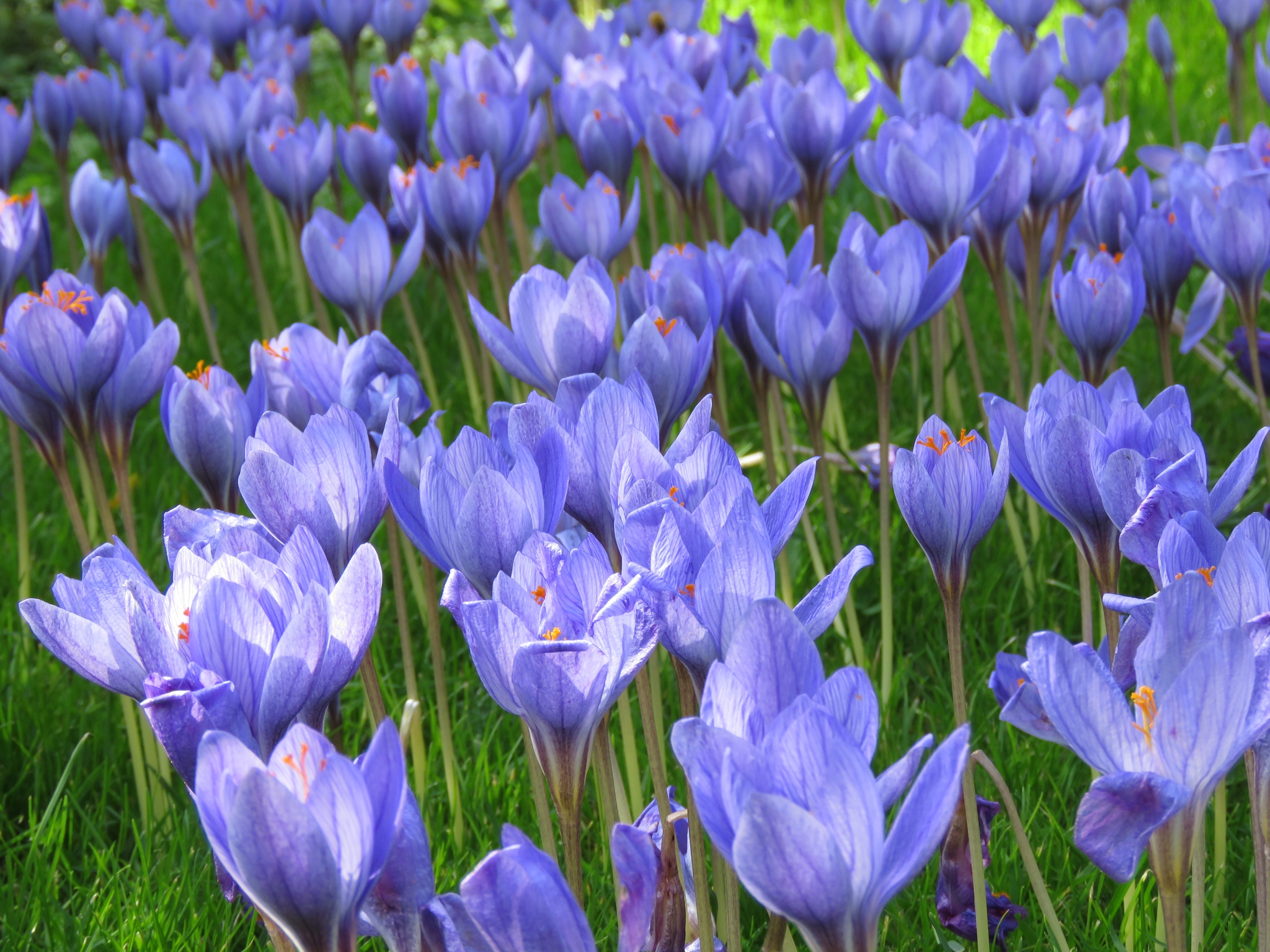 Höstkrokus (Crocus speciosus). Foto: Dan Abelin.