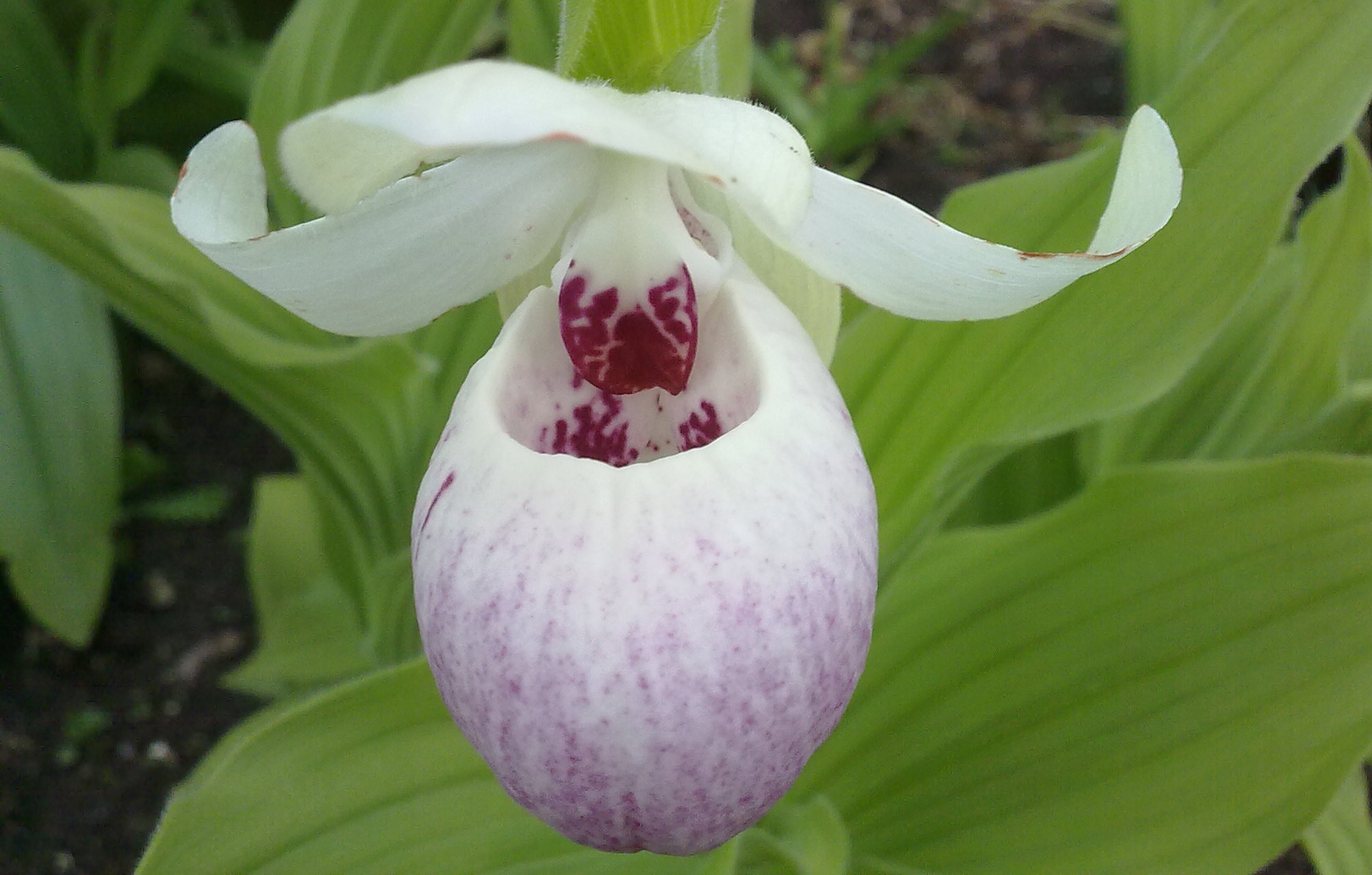 Cypripedium. Foto: Dan Abelin.