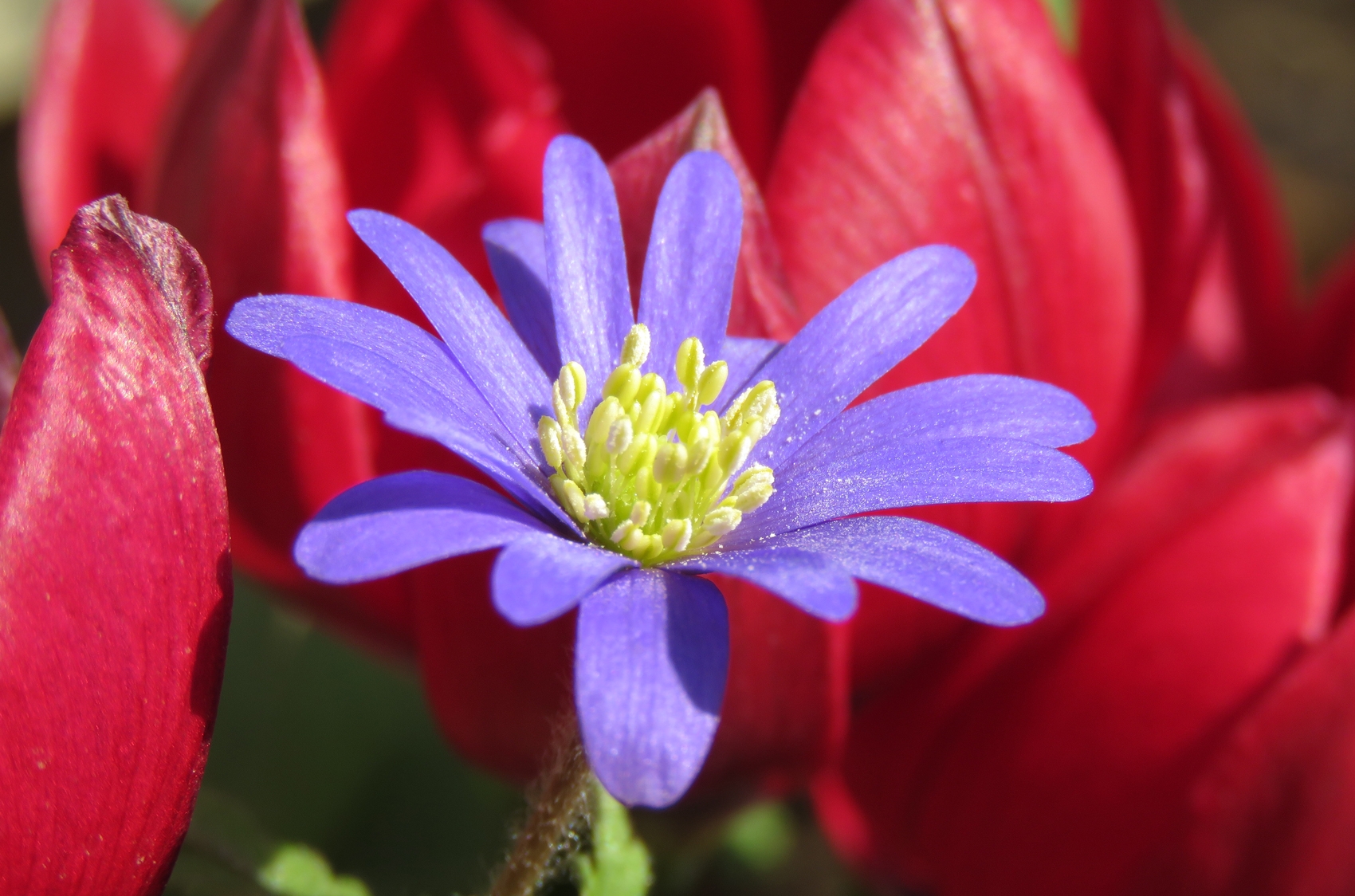 Balkansippa (Anemone blanda). Foto: Dan Abelin.