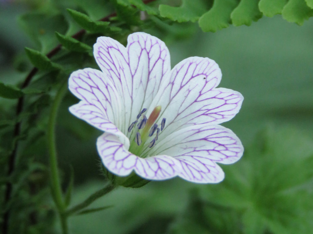Ådernäva (Geranium versicolor). Foto: Dan Abelin.