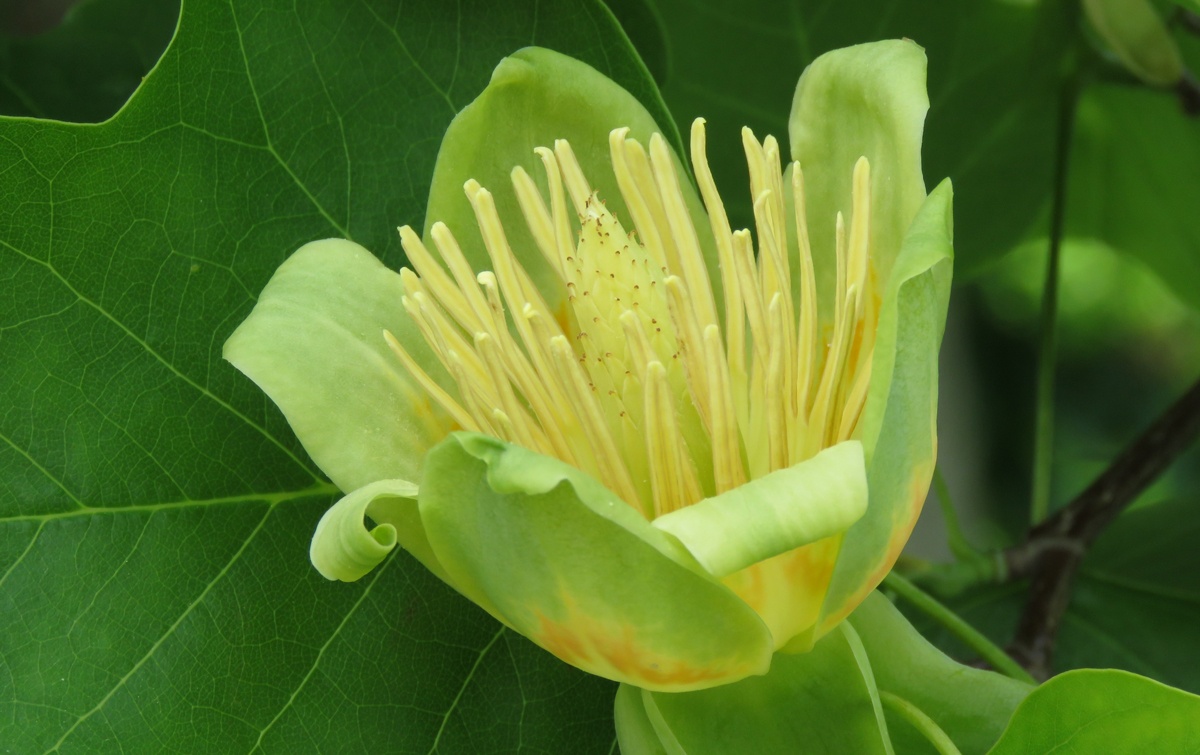 Tulpanträd (Liriodendron tulipifera). Foto: Dan Abelin.