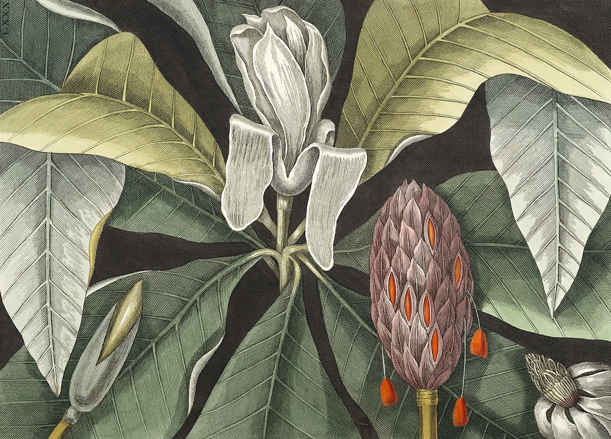 Magnolia (illustration av Mark Catesby).