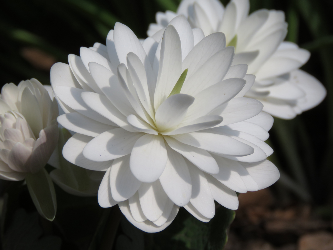 Sanguinaria canadensis 'Multiplex'. Foto: Dan Abelin.