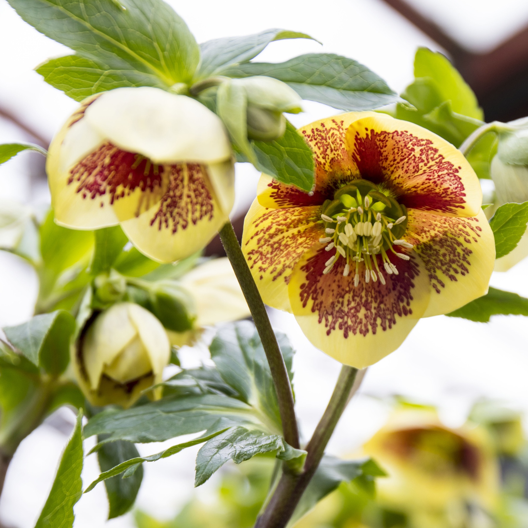 Julros (Helleborus). Foto: Eva Robild.