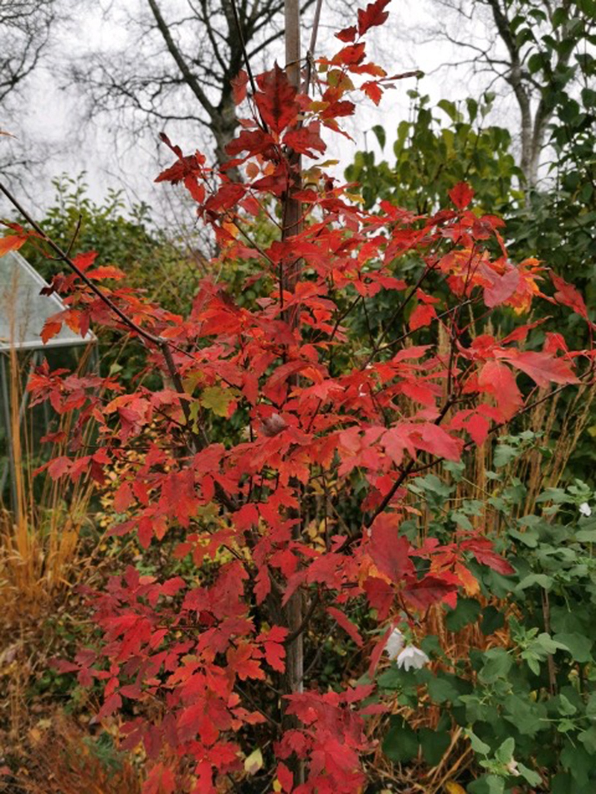 Kopparlönn (Acer griseum). Foto: Cecilia Urbanyik.