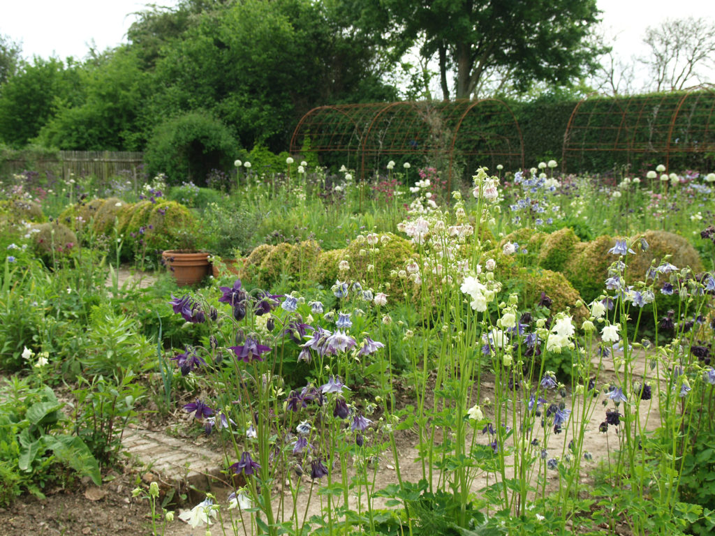 Akleja (Aquilegia) i Jardin Plume. Foto: Åsa Langefors.