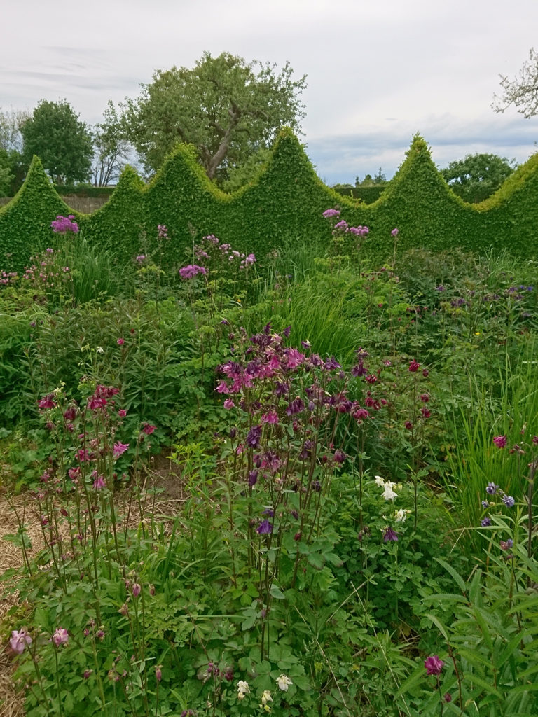 Akleja (Aquilegia) i Jardin Plume. Foto: Åsa Langefors.