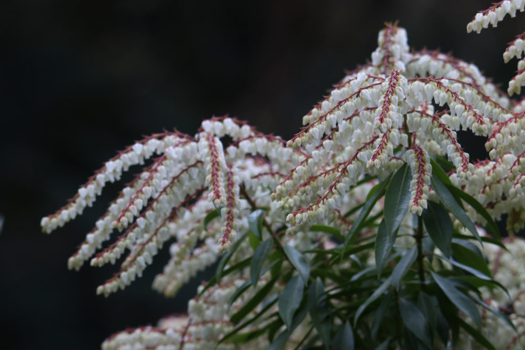 Buskrosling (Pieris 'Brouwer's Beauty'). Foto: Sture Bengtsson.
