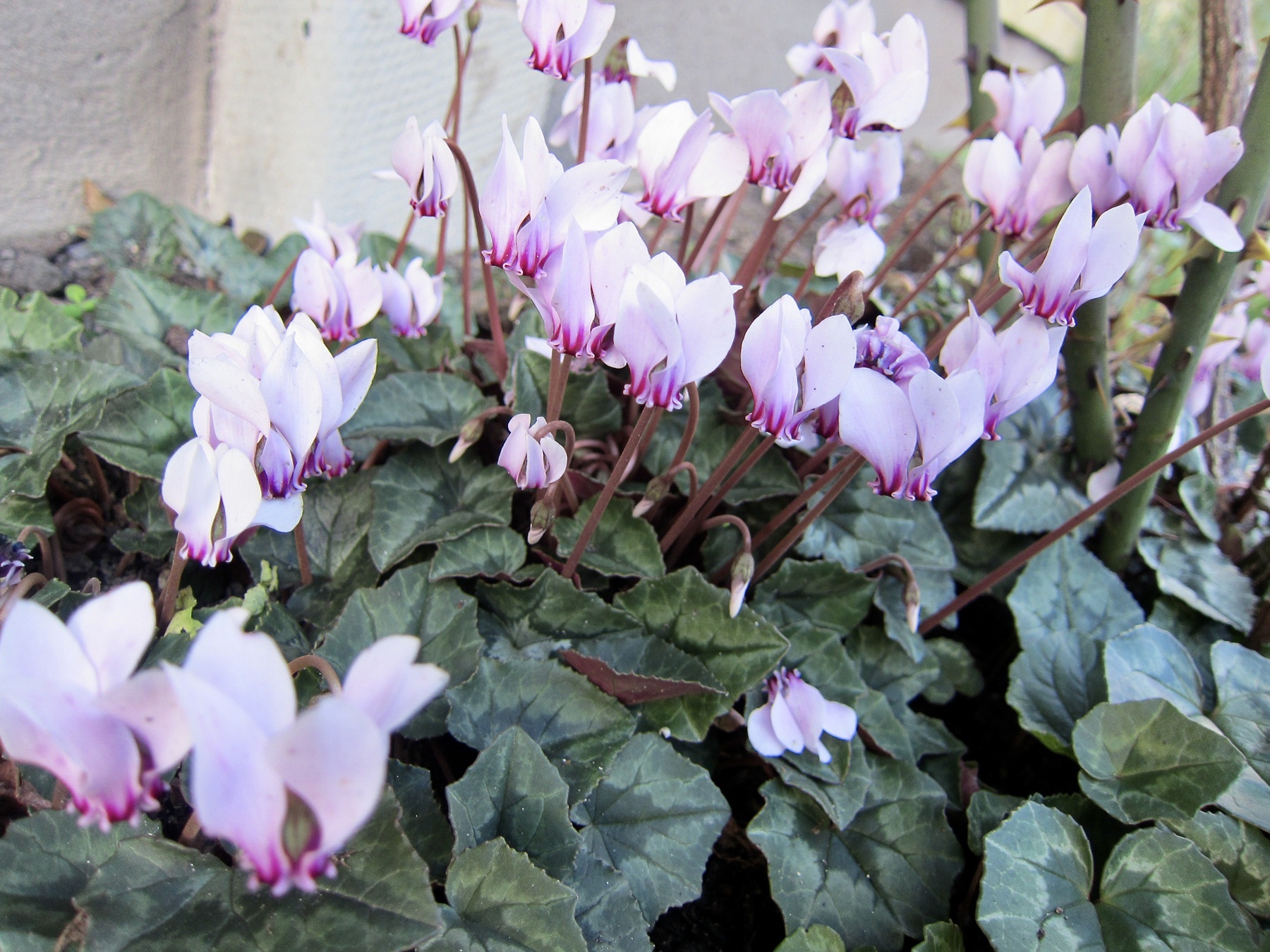 Höstcyklamen (Cyclamen hederifolium). Foto: Marie Widén.