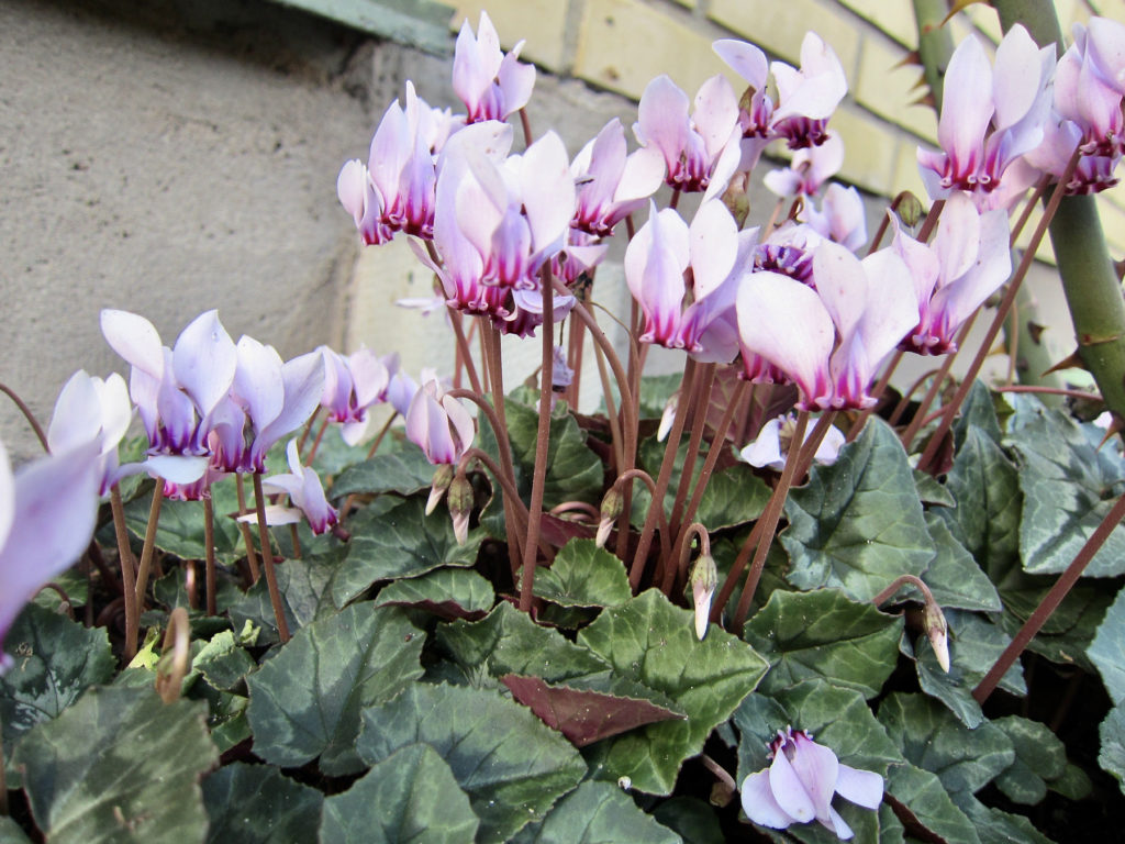 Höstcyklamen (Cyclamen hederifolium). Foto: Marie Widén.