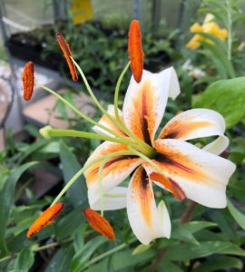 Lilja (Lilium). Foto: Ulrika Johansson.