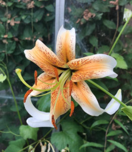 Lilja (Lilium). Foto: Ulrika Johansson.