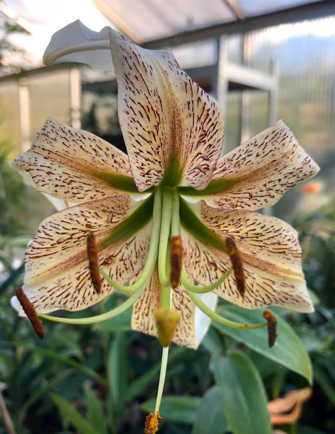 Lilja (Lilium). Foto: Ulrika Johansson.