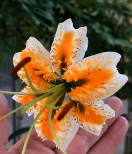 Lilja (Lilium). Foto: Ulrika Johansson.
