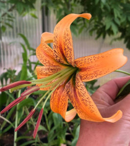 Lilja (Lilium). Foto: Ulrika Johansson.
