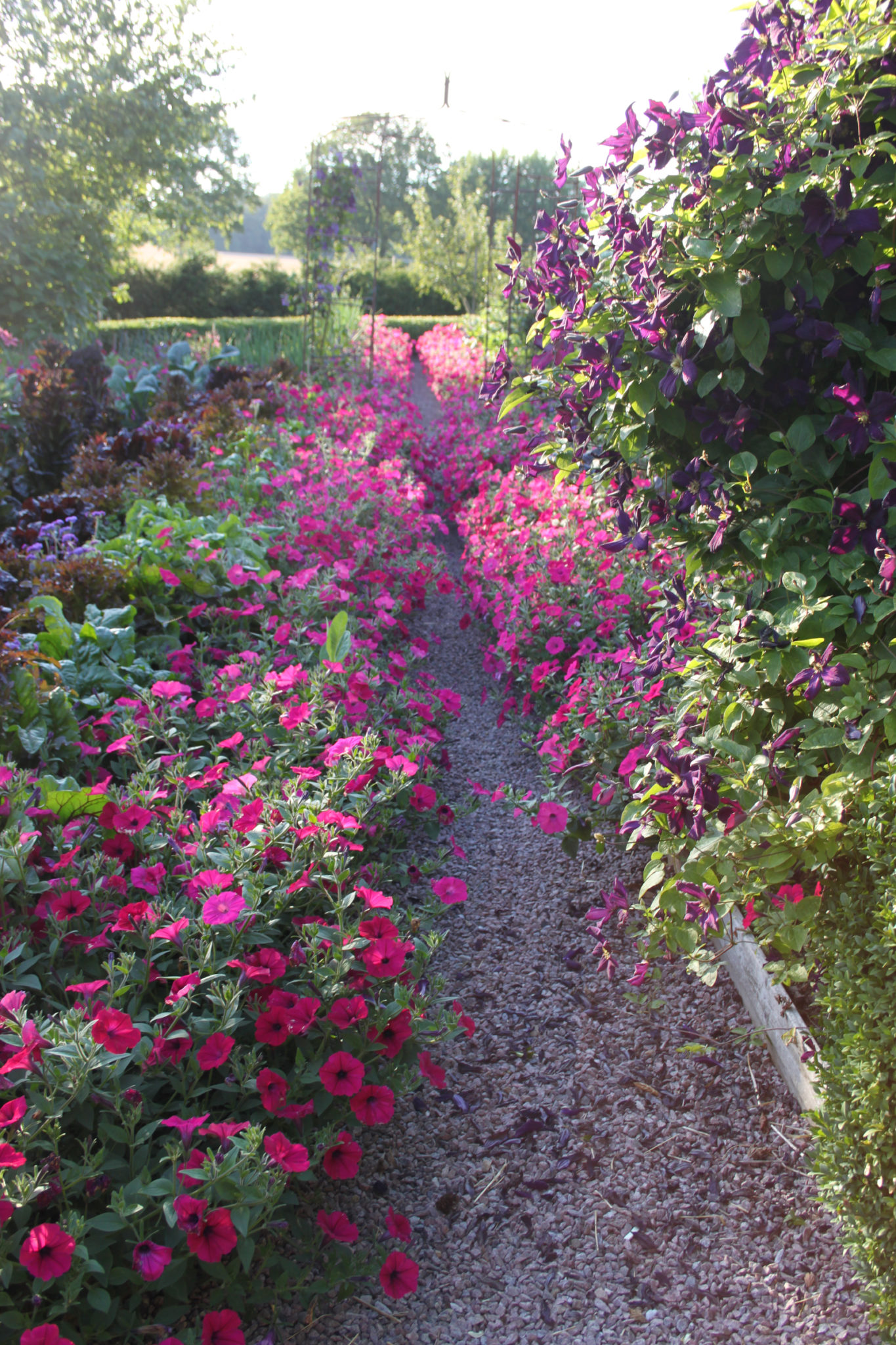 Petunia × hybrida Tidal Wave-Serien. Foto: Anette Nilsson.