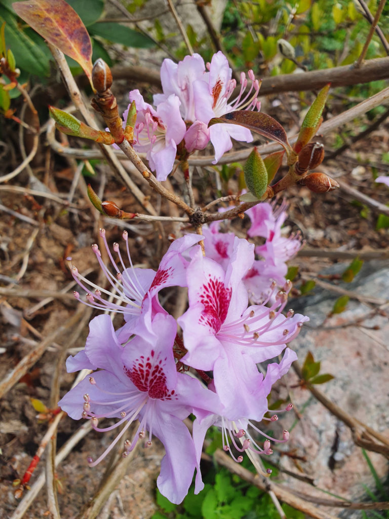Yunnanskogsalpros (Rhododendron yunnanense). Foto Henrik Åström & Carina Fritzell).