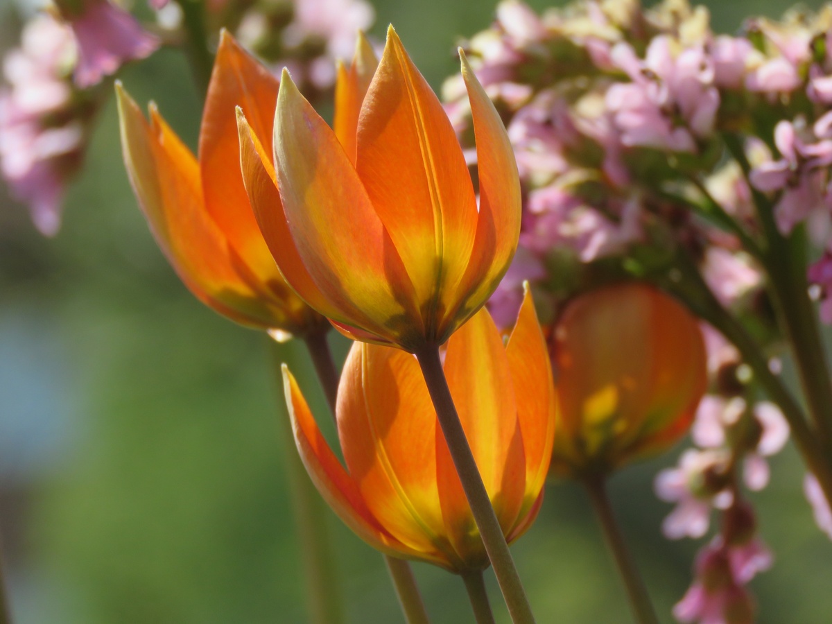 Grekisk tulpan (Tulipa orphanidea). Foto: Dan Abelin.