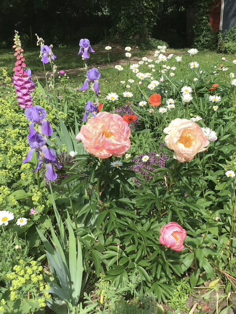 Rabatt med iris och pion. Foto: Lena Eidevall.
