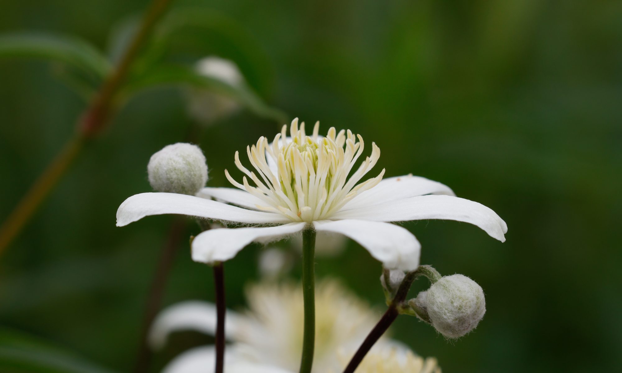 Styvklematis (Clematis recta). Foto: Dan Abelin.