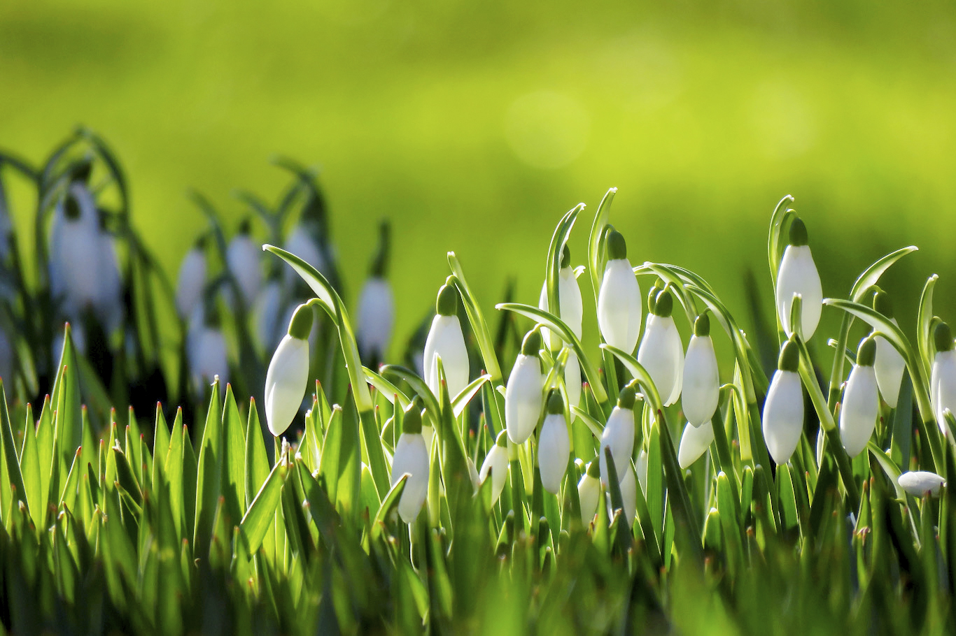 Snödroppar (Galanthus). Foto: Dan Abelin.