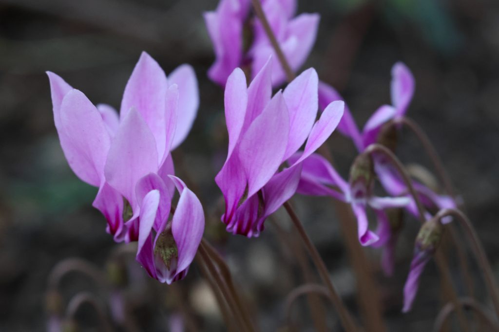Höstcyklamen (Cyclamen hederifolium). Foto: Dan Abelin.