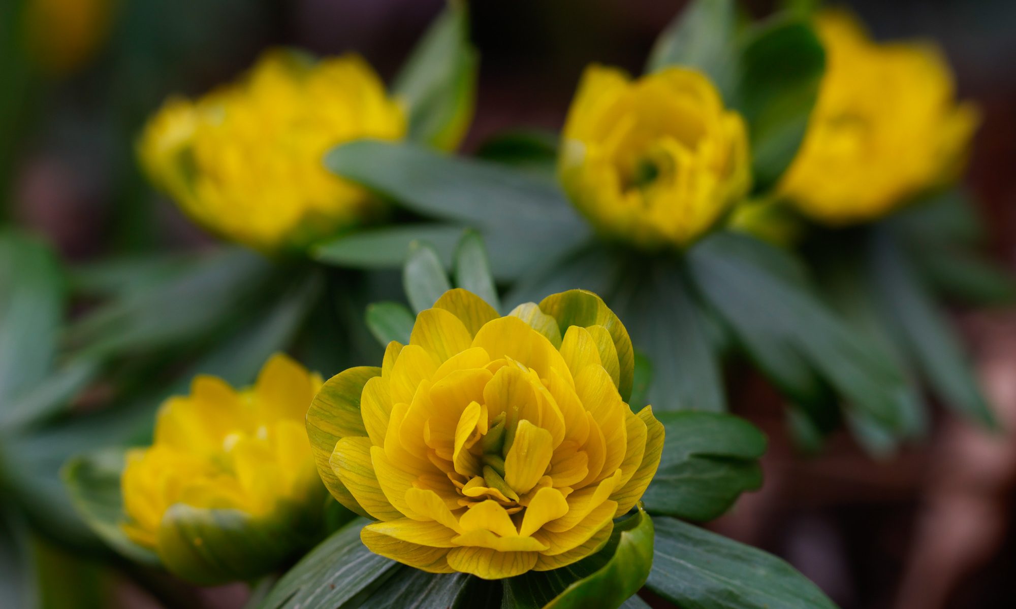 Fylld vintergäck (Eranthis hyemalis 'Plena'). Foto: Dan Abelin.