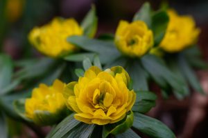 Fylld vintergäck (Eranthis hyemalis 'Plena'). Foto: Dan Abelin.