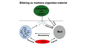 Diagram över bildandet av markens organiska material. Bild: Tom Ericsson