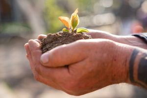 Foto: Oleksandr Pidvalnyi. Seedling (foto från Pixabay.com).